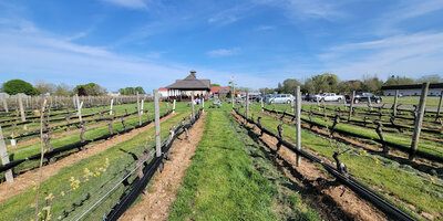 Pindar Vineyards